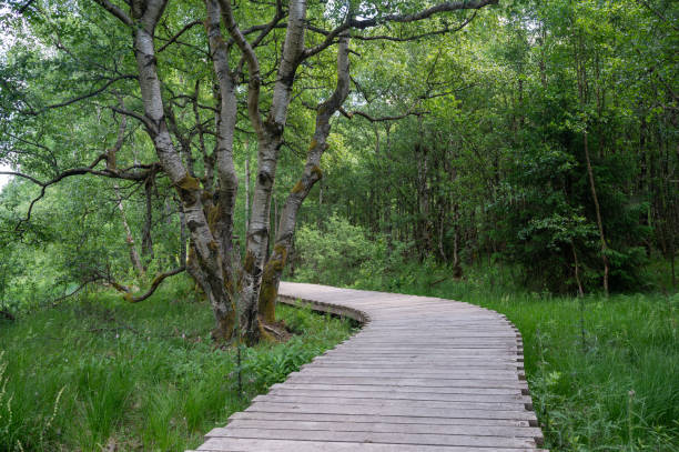 istock Black moor with a new wooden path 2083561887