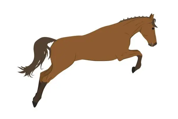 Vector illustration of vector illustration of a running and jumping horse in brown color isolated on a white background. The theme of equestrian sports, training and animal husbandry.
