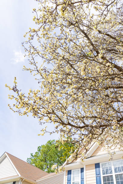 background of beautiful white flower blooming in spring time - georgia state photos et images de collection