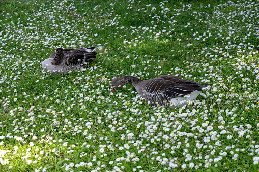 Gray field geese in a green meadow full of white daisies