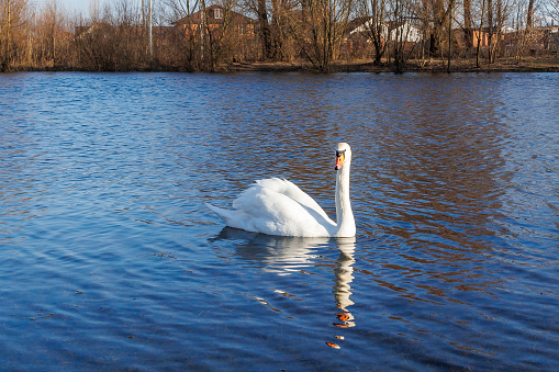 White swan floats in blue water of lake. swans swimming on the water in nature