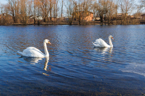A pair of white swans swimming on the river. swans swimming on the water in nature