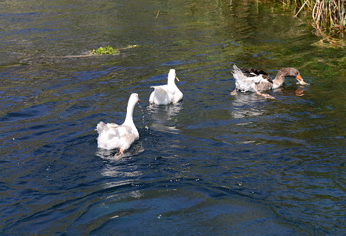 geese swim in the lake in a group
