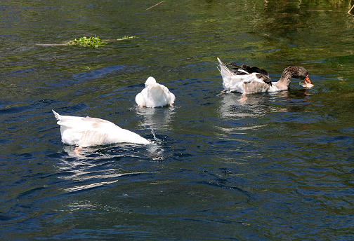 geese swim in the lake in a group