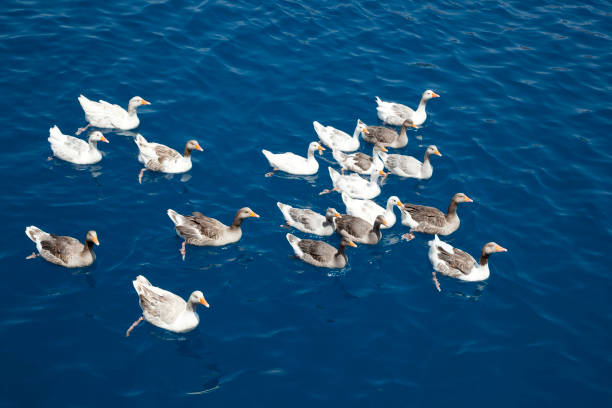 geese swim in the sea in a group