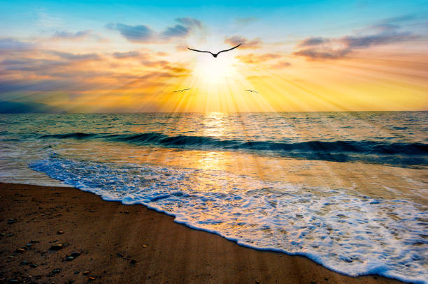 istock Sunset Ocean Bird Flying Inspiration Uplifting Beautiful Divine Soaring Silhouette Beach Sunrise 2083605485