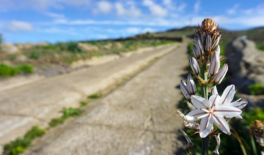 Asphodelus cerasiferus or Branched asphodel flower in Teno Alto, Tenerife,Canary Islands,Spain.Selective focus.