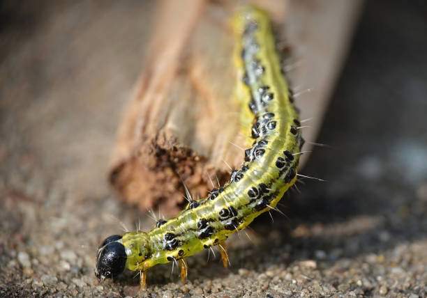 istock A box tree caterpillar, cydalima perspectalis, crawling over wood in closeup. 2083612323