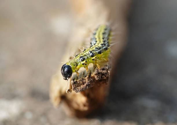 A selective focus shot of a box tree caterpillar in the wild.