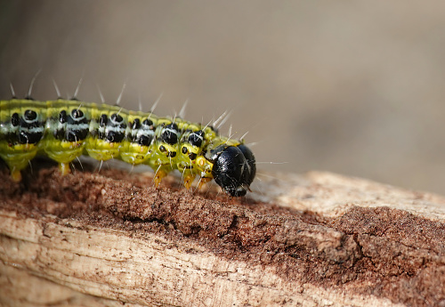 A box tree moth caterpillar on wood.