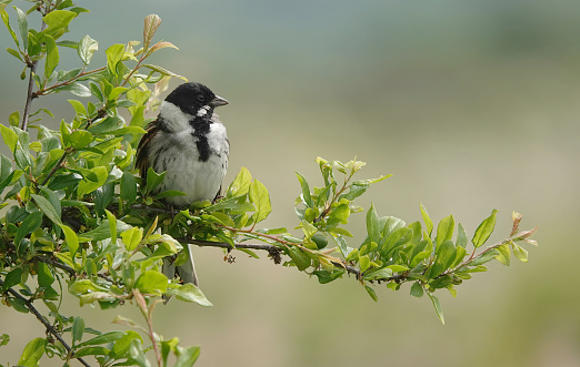 A reed bunting perching in a tree.