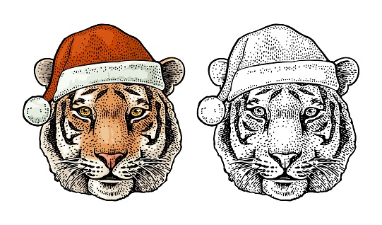 Tiger head dressed Santa Claus hat. Vintage color engraving illustration for poster. Isolated on white background