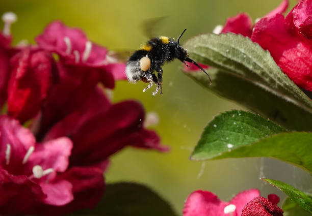 A closeup of a bumblebee in a flower garden.