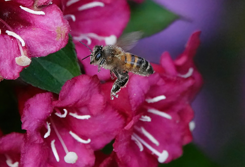 A honey bee in flight in a garden.