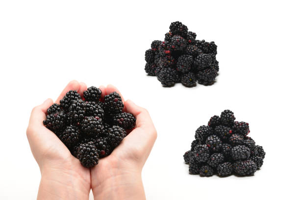 Freshly picked blackberries for you from atop the Green Mountains of Vermont.