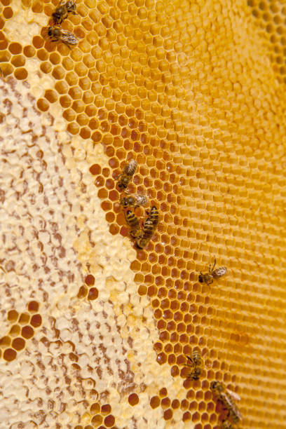 istock Working bees on the yellow honeycomb with sweet honey. 2083634559