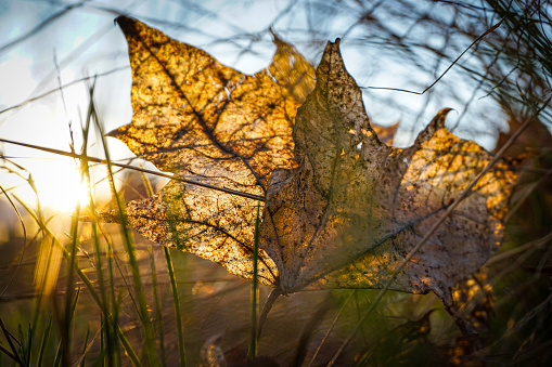 Close-up of dry maple leaves on ground