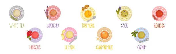 Vector illustration of Different Herbal Tea Brewing in Cup Above View Vector Set