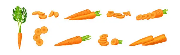 Vector illustration of Carrot as Orange Root Vegetable Whole and Sliced Vector Set