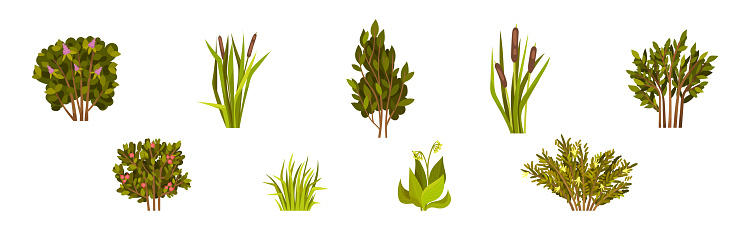 Green Bush with Leafy Stem as Outdoor Growth Vector Set. Lush Plant and Park Vegetation Concept