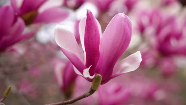 pink magnolia in springtime