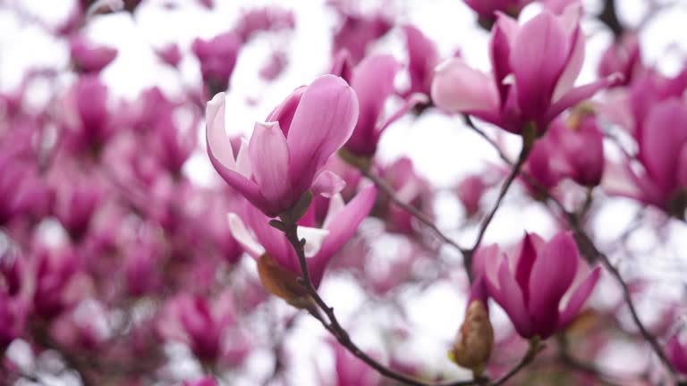 pink magnolia in springtime