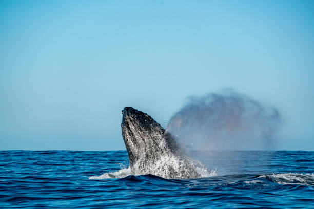 istock humpback whale breaching in cabo san lucas 2083665329