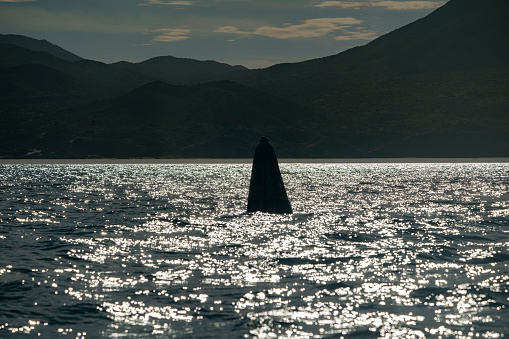 A Spy hopping at sunset grey whale in san ignacio lagoon puerto chale maarguerite island baja california sur mexico
