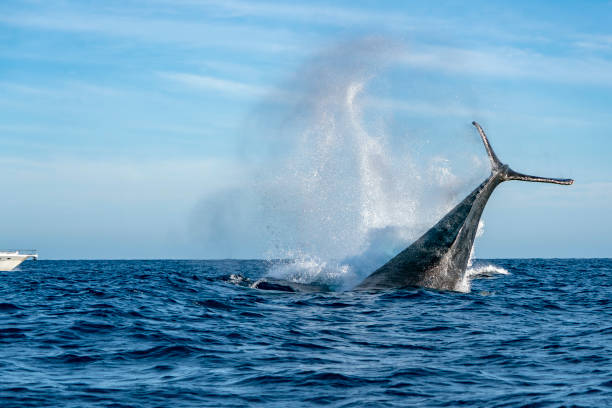 istock humpback whale tail slapping in cabo san lucas 2083665886