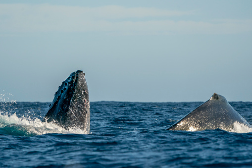 humpback whale breaching in cabo san lucas mexico