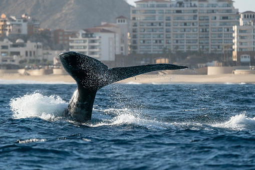 humpback whale tail slapping in cabo san lucas mexico