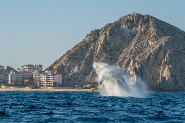 humpback whale breaching in cabo san lucas mexico