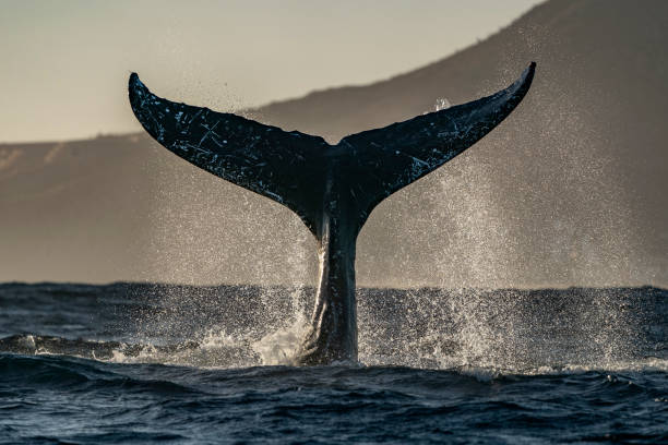 istock humpback whale tail slapping in cabo san lucas 2083666398
