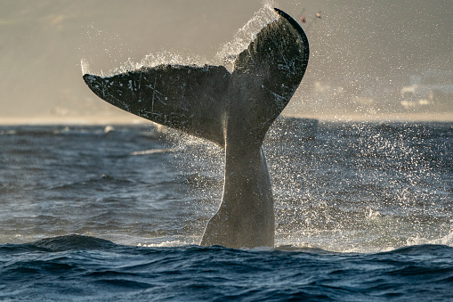 humpback whale tail slapping in cabo san lucas mexico