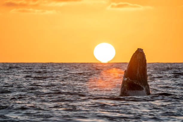 istock humpback whale breaching at sunset in cabo san lucas 2083666404