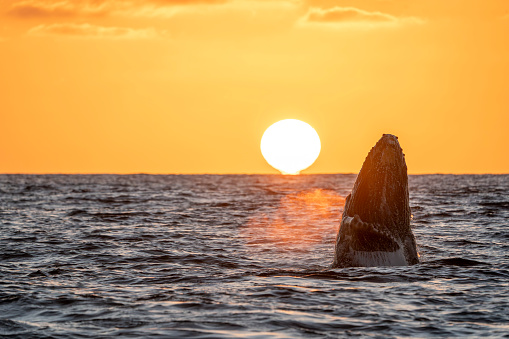 sunset view humpback whale breaching in cabo san lucas pacific ocean mexico