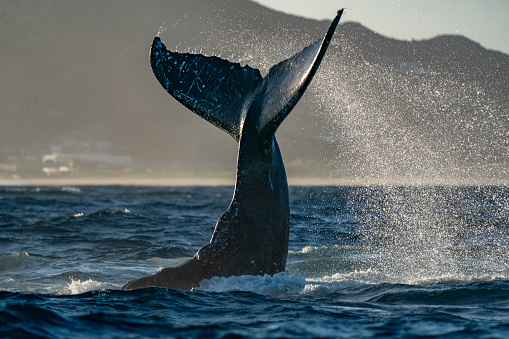 humpback whale tail slapping in cabo san lucas mexico