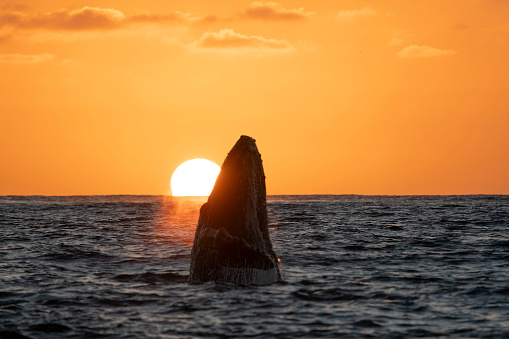 sunset view humpback whale breaching in cabo san lucas pacific ocean mexico