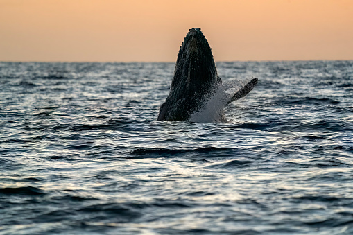 sunset view humpback whale breaching in cabo san lucas pacific ocean mexico
