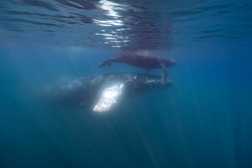 An humpback whale mother and calf underwater in Pacific Ocean