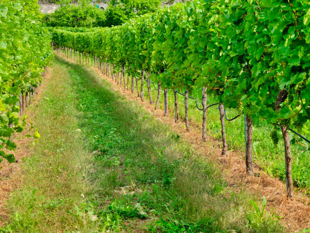 istock Vines in a vineyard in summer 2083677123