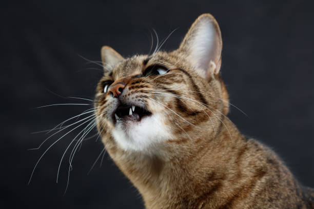 istock Snarling, growling angry tabby cat shows dangerous teeth. 2083680838