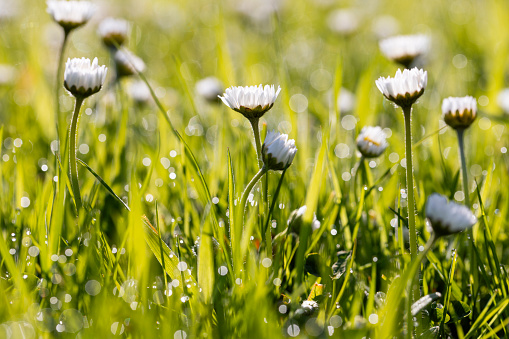 Close up of daisy flowers growing in Northumberland, North East England.