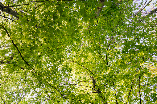 Low angle view of leaves growing on a tree in Northumberland, North East England.