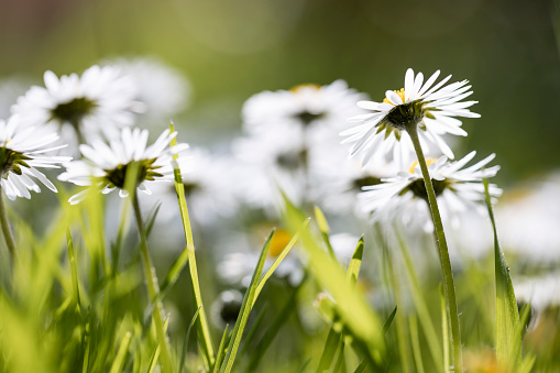 Close up of daisy flowers growing in Northumberland, North East England.