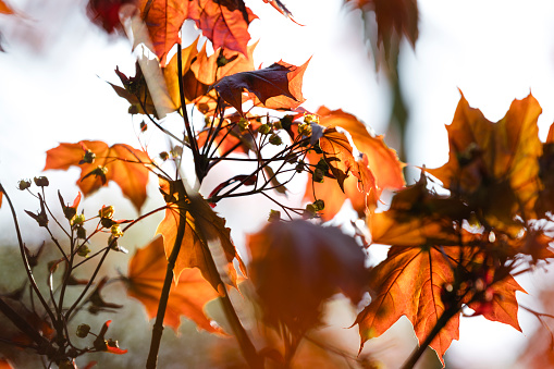 Fall foliage in a forest.Added fine grain.