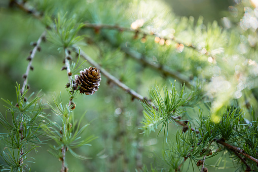 Close up of a pine cone growing on a tree in Northumberland, North East England.