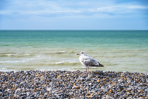 Yellow-legged gull in the foreground