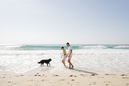 Piha, North Island, New Zealand - February 25, 2019: Man, walking with Welsh Springer Spaniel dog at beautiful sand beach with waves crashing the shore