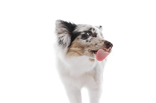Close-up of Border Collie puppy with marble fur with tongue sticking out against white studio background. Concept of pet lover, animal life, canine food, grooming and veterinary. Copy space